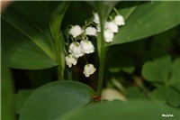 52fd74e7-IMG_7087 đurđica.jpg